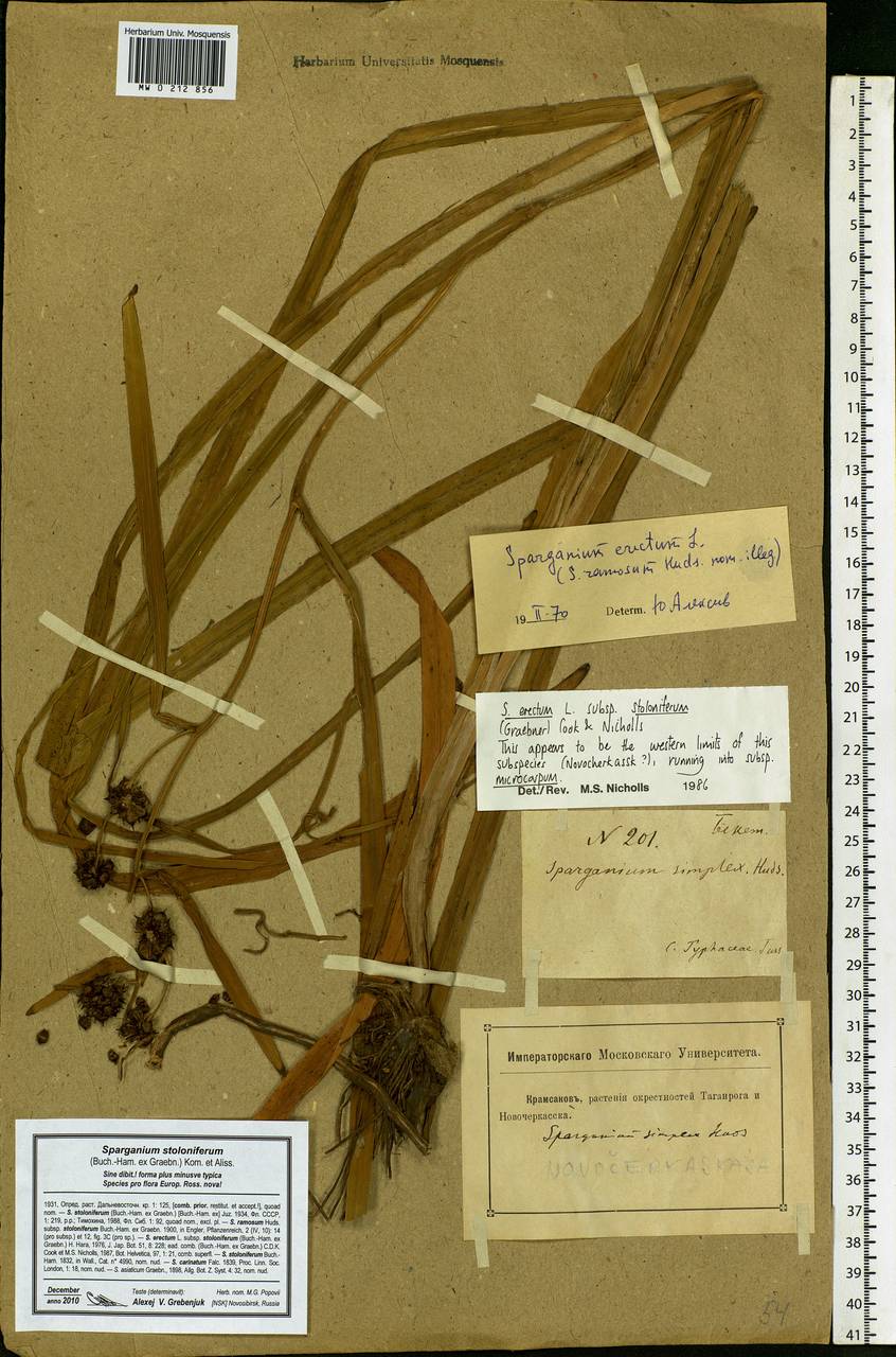 Sparganium erectum L., Eastern Europe, Rostov Oblast (E12a) (Russia)