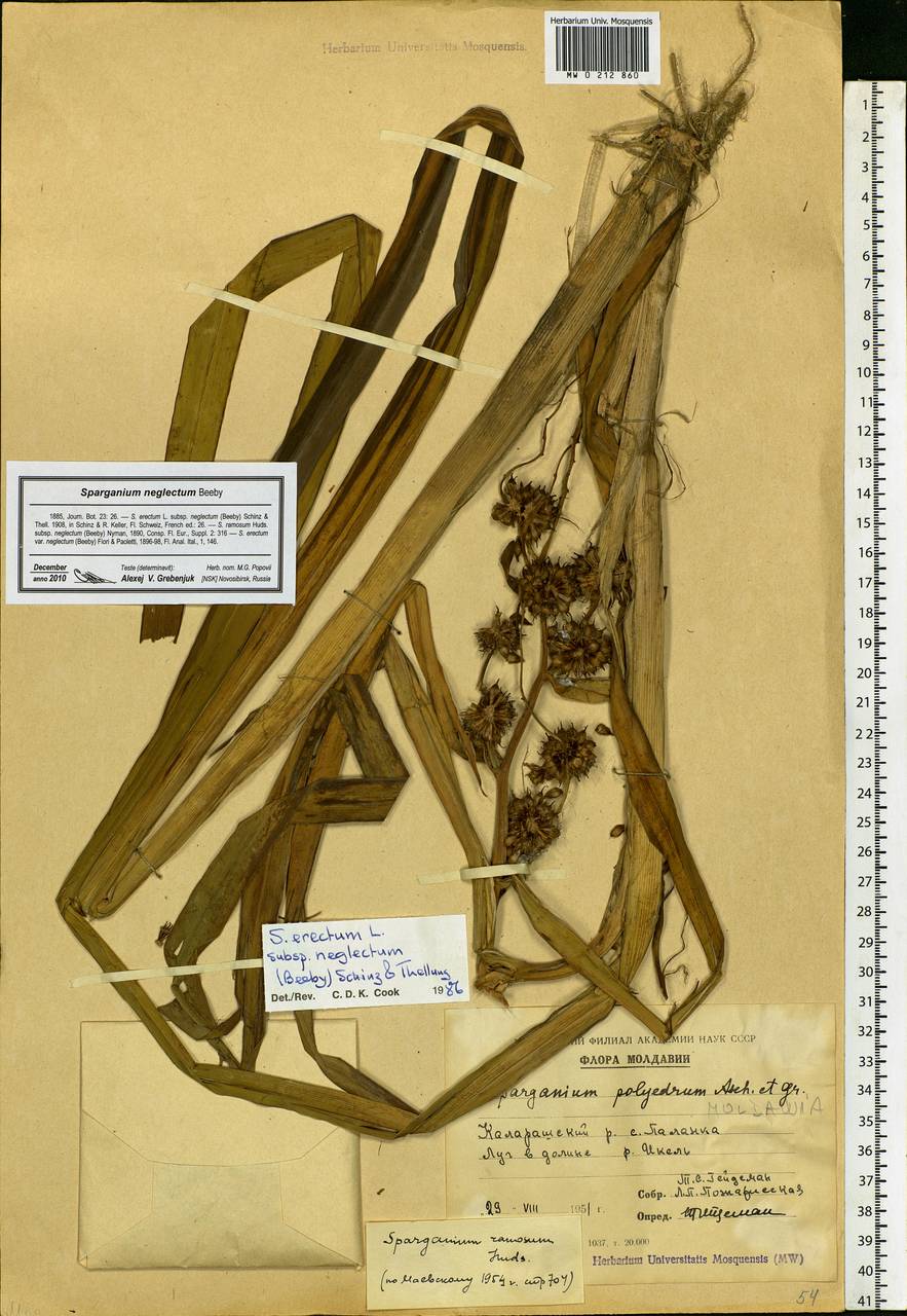 Sparganium erectum L., Eastern Europe, Moldova (E13a) (Moldova)