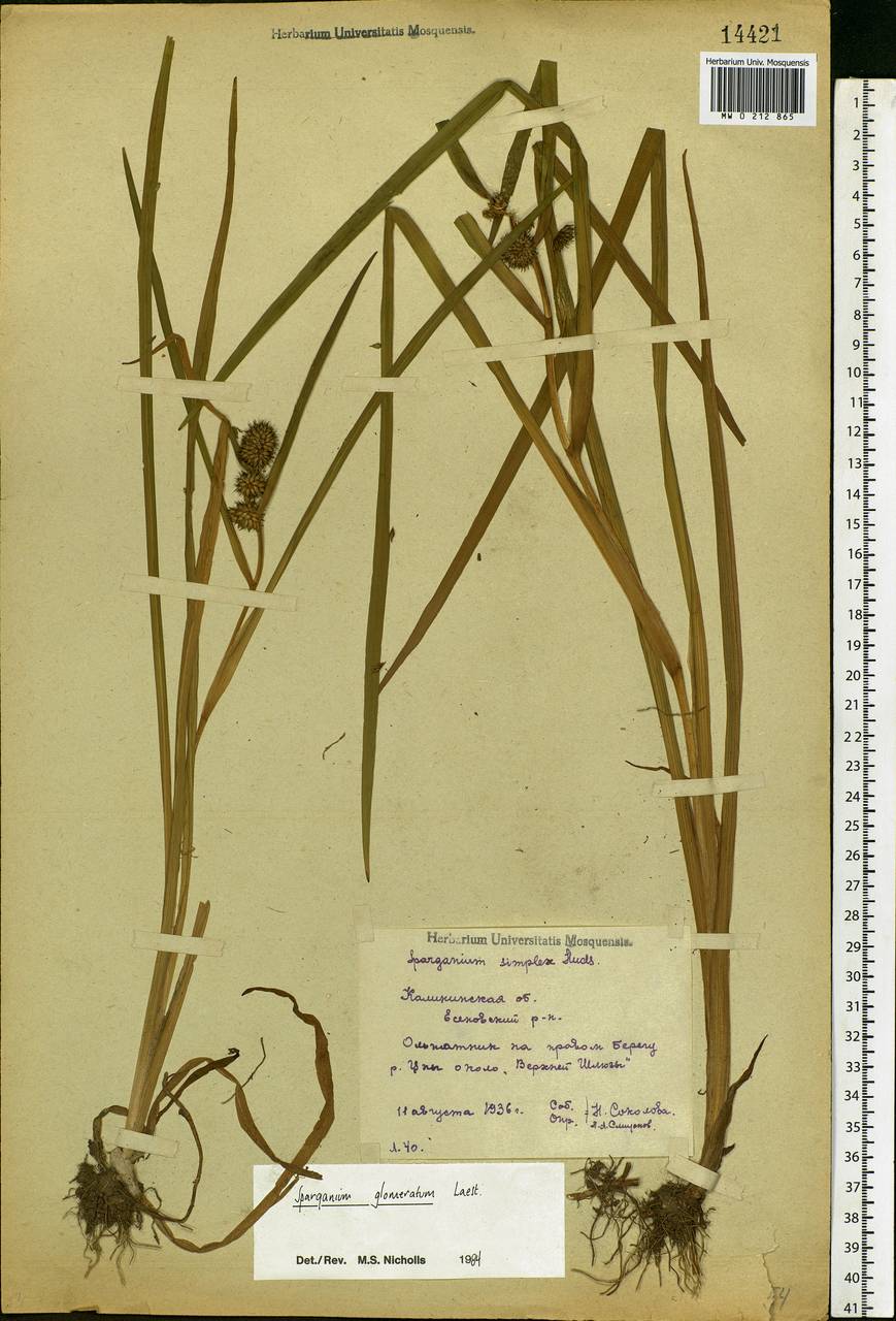 Sparganium glomeratum (Laest. ex Beurl.) Beurl., Eastern Europe, North-Western region (E2) (Russia)