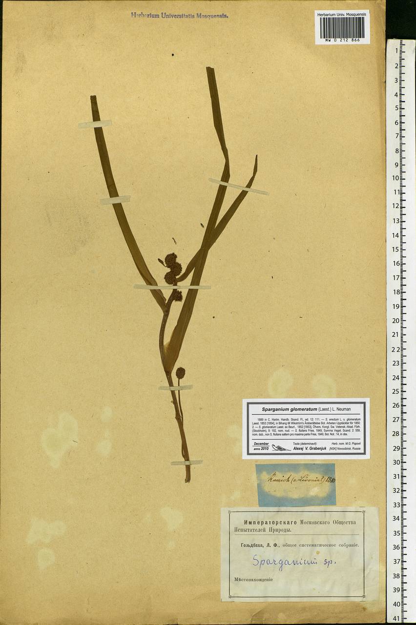 Sparganium glomeratum (Laest. ex Beurl.) Beurl., Eastern Europe, North-Western region (E2) (Russia)