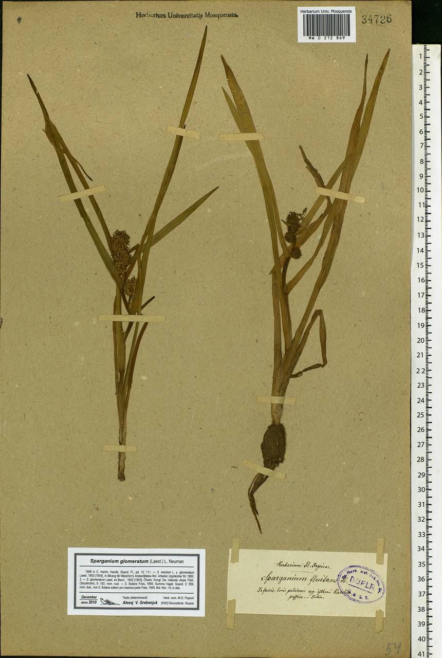 Sparganium glomeratum (Laest. ex Beurl.) Beurl., Eastern Europe, North-Western region (E2) (Russia)