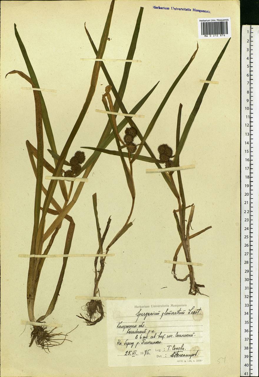 Sparganium glomeratum (Laest. ex Beurl.) Beurl., Eastern Europe, Central region (E4) (Russia)