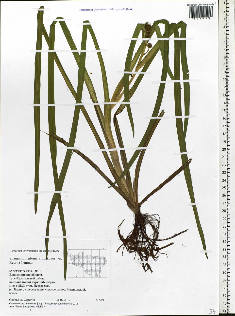 Sparganium glomeratum (Laest. ex Beurl.) Beurl., Eastern Europe, Central region (E4) (Russia)