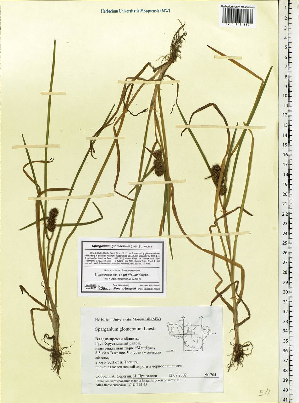 Sparganium glomeratum (Laest. ex Beurl.) Beurl., Eastern Europe, Central region (E4) (Russia)