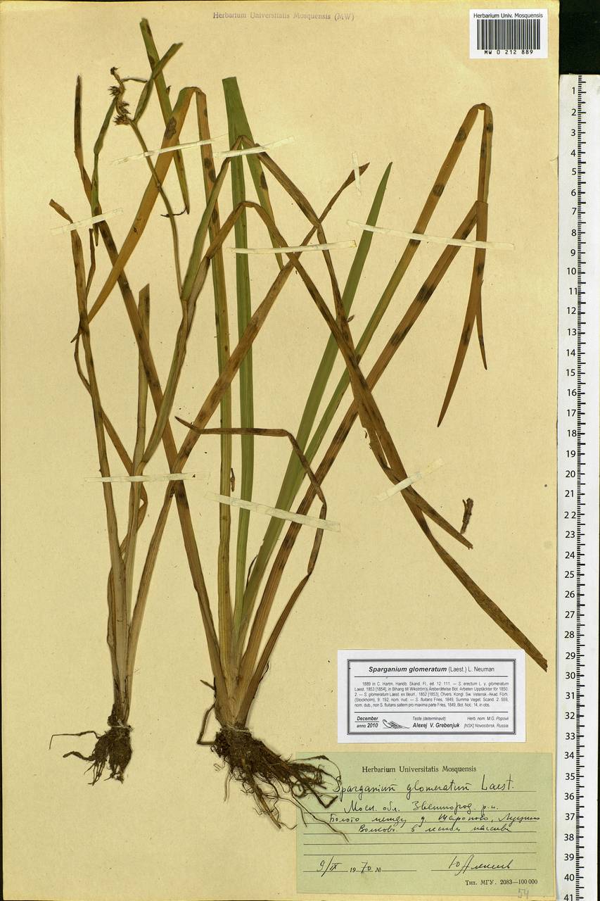 Sparganium glomeratum (Laest. ex Beurl.) Beurl., Eastern Europe, Moscow region (E4a) (Russia)