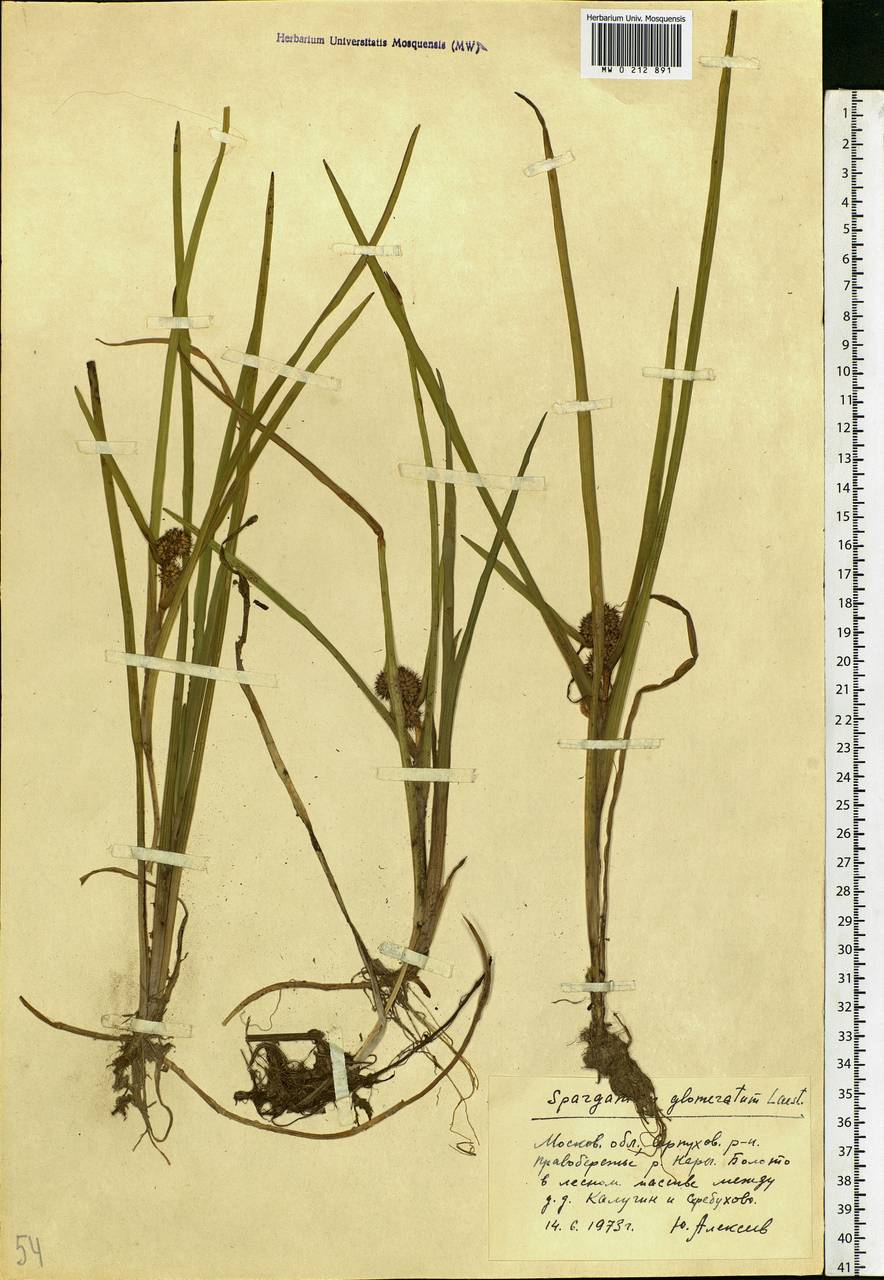 Sparganium glomeratum (Laest. ex Beurl.) Beurl., Eastern Europe, Moscow region (E4a) (Russia)