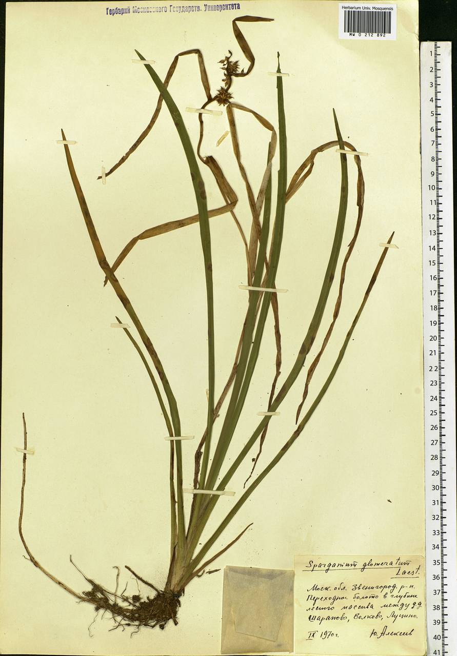 Sparganium glomeratum (Laest. ex Beurl.) Beurl., Eastern Europe, Moscow region (E4a) (Russia)