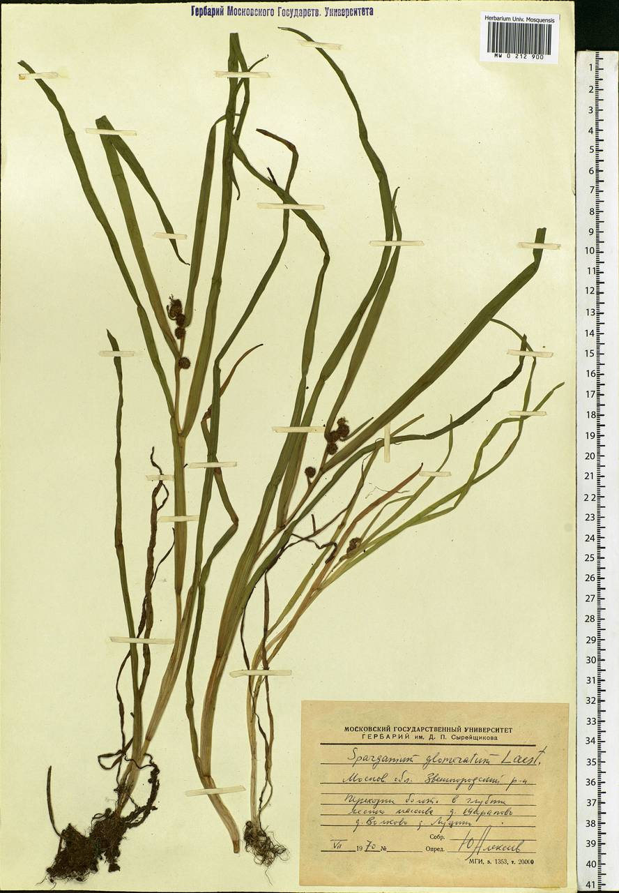 Sparganium glomeratum (Laest. ex Beurl.) Beurl., Eastern Europe, Moscow region (E4a) (Russia)