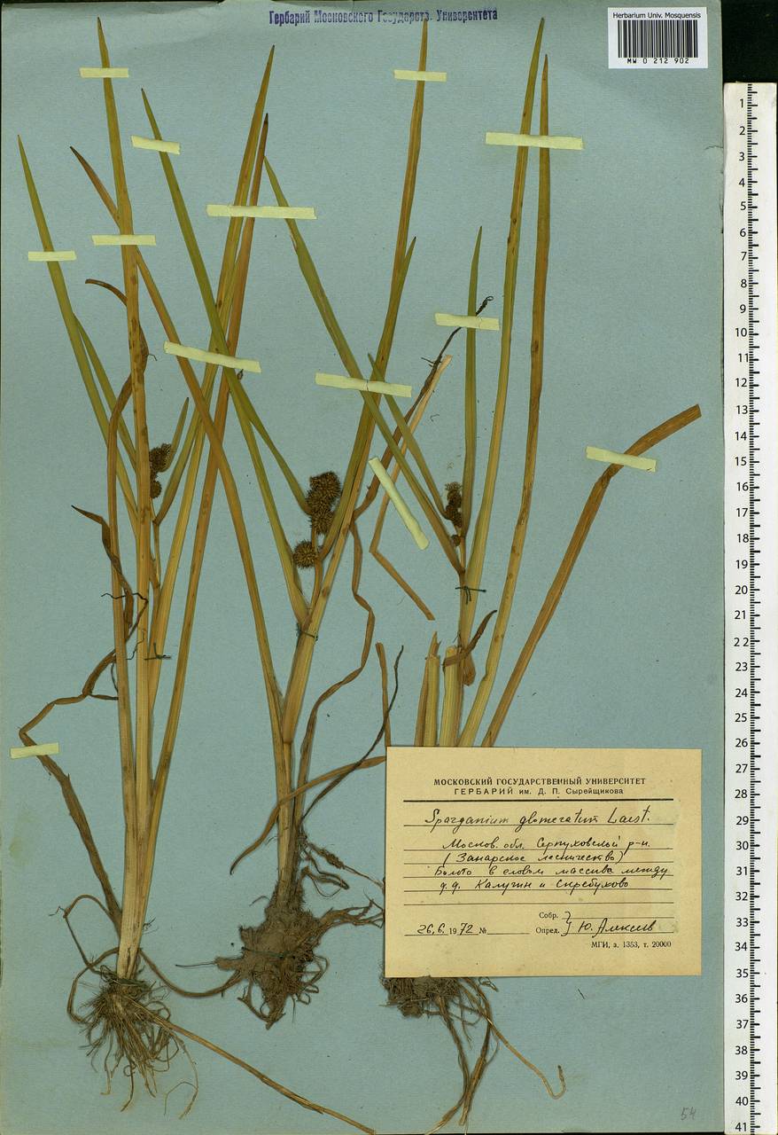 Sparganium glomeratum (Laest. ex Beurl.) Beurl., Eastern Europe, Moscow region (E4a) (Russia)