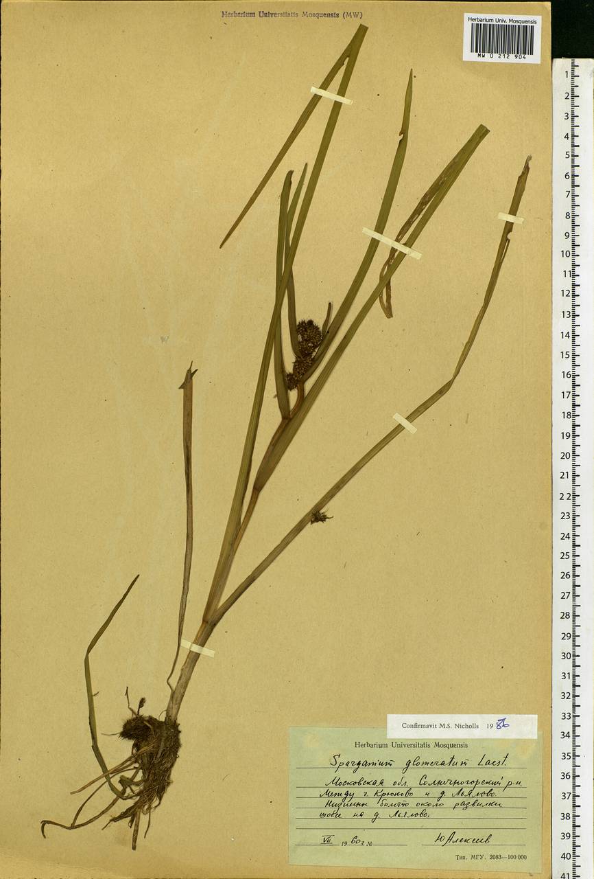 Sparganium glomeratum (Laest. ex Beurl.) Beurl., Eastern Europe, Moscow region (E4a) (Russia)