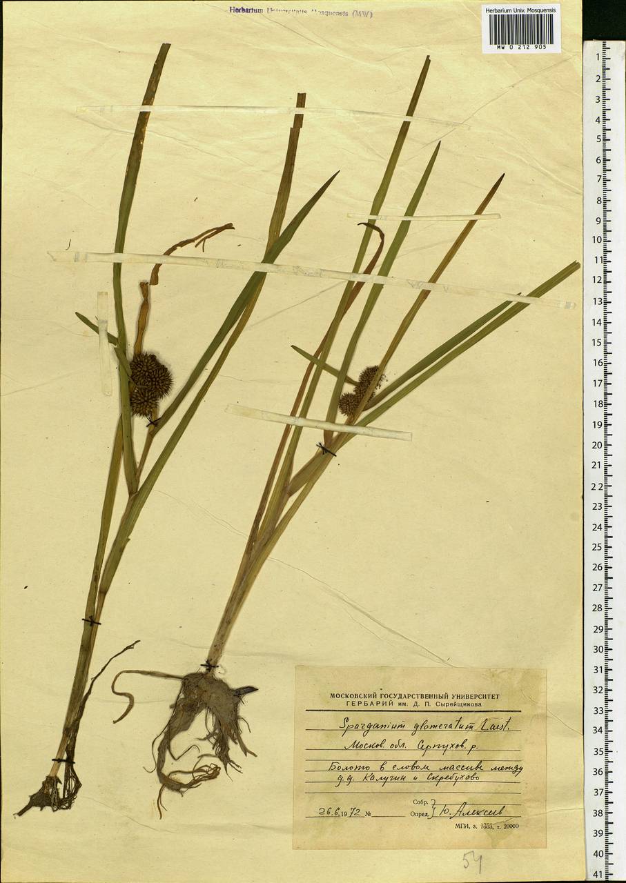 Sparganium glomeratum (Laest. ex Beurl.) Beurl., Eastern Europe, Moscow region (E4a) (Russia)