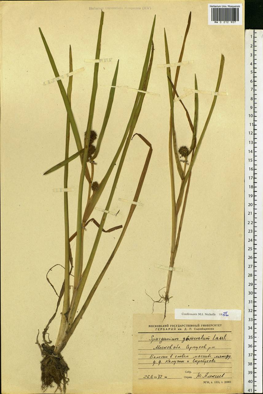 Sparganium glomeratum (Laest. ex Beurl.) Beurl., Eastern Europe, Moscow region (E4a) (Russia)