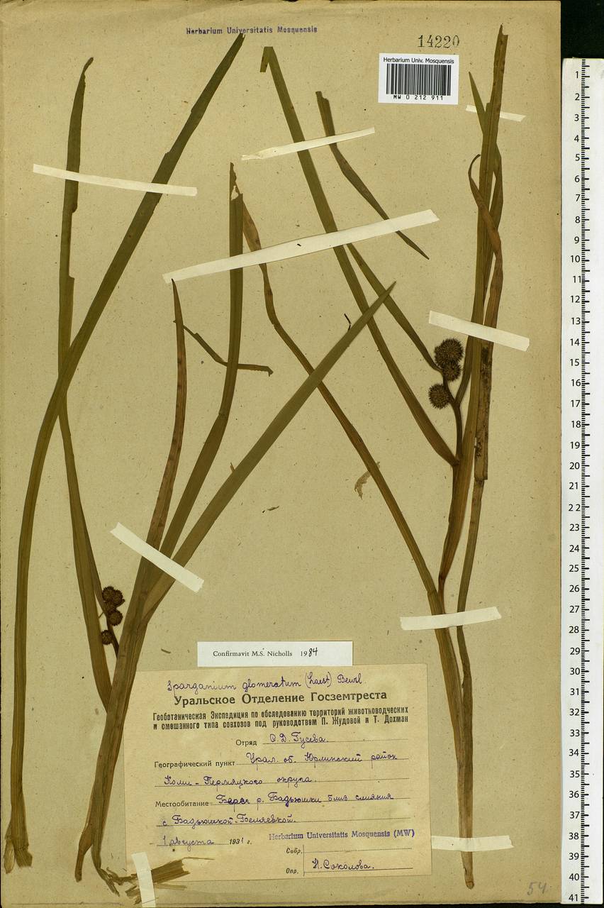 Sparganium glomeratum (Laest. ex Beurl.) Beurl., Eastern Europe, Eastern region (E10) (Russia)
