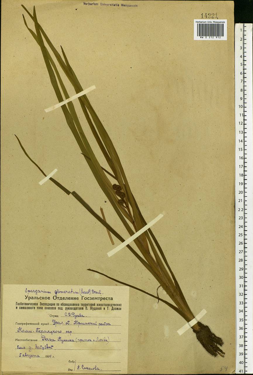 Sparganium glomeratum (Laest. ex Beurl.) Beurl., Eastern Europe, Eastern region (E10) (Russia)