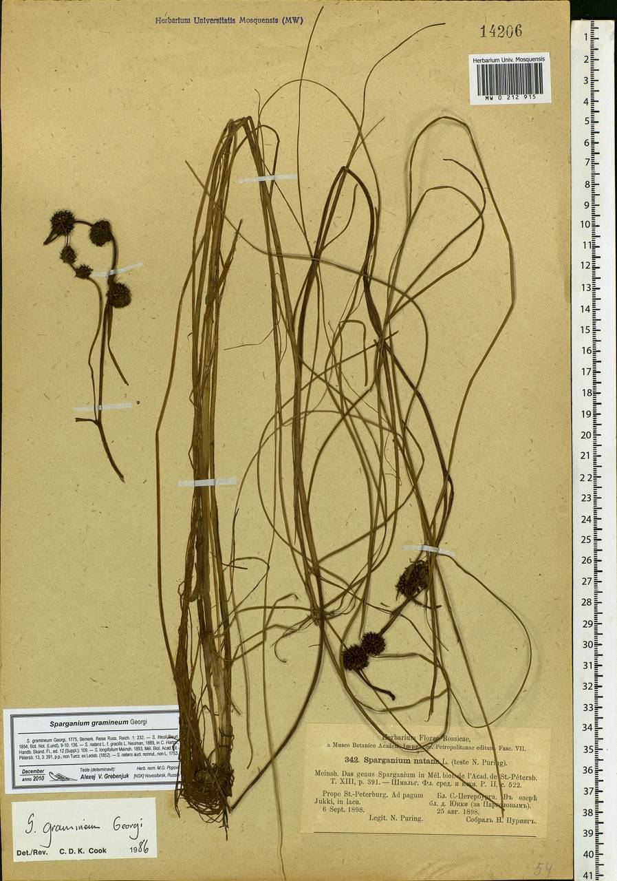 Sparganium gramineum Georgi, Eastern Europe, North-Western region (E2) (Russia)