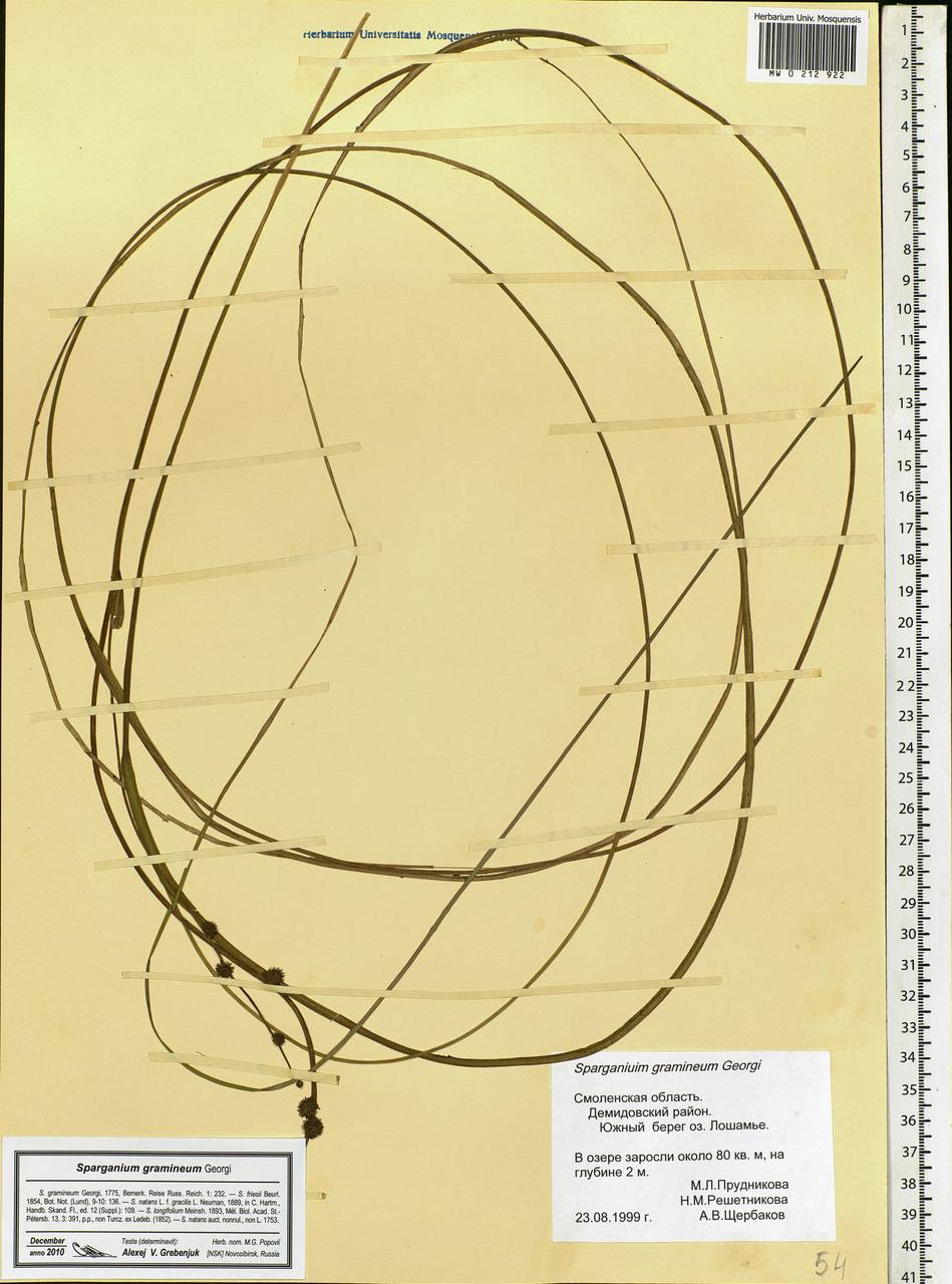 Sparganium gramineum Georgi, Eastern Europe, Western region (E3) (Russia)