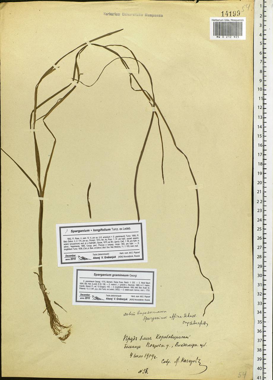 Sparganium gramineum Georgi, Eastern Europe, Central region (E4) (Russia)