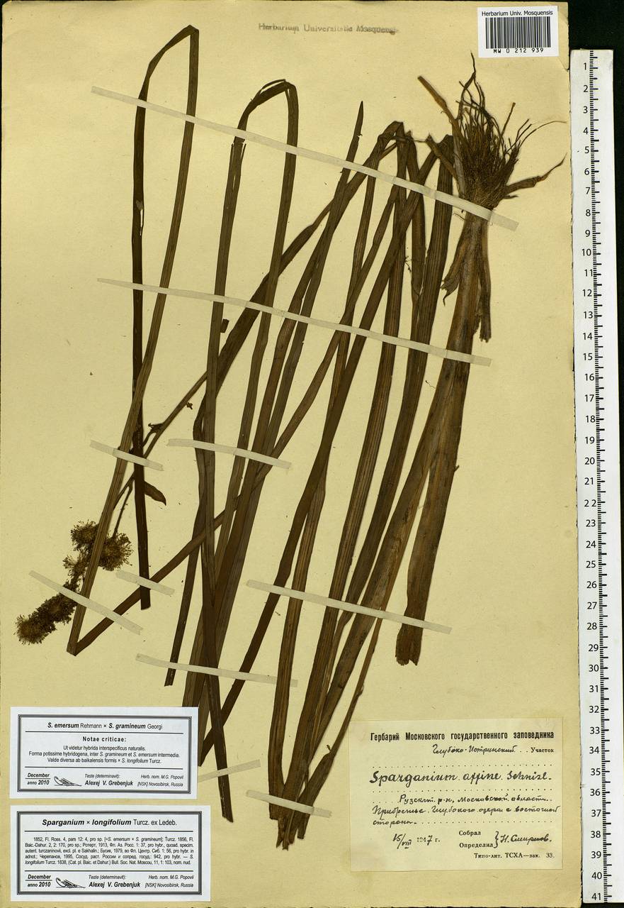 Sparganium gramineum Georgi, Eastern Europe, Moscow region (E4a) (Russia)