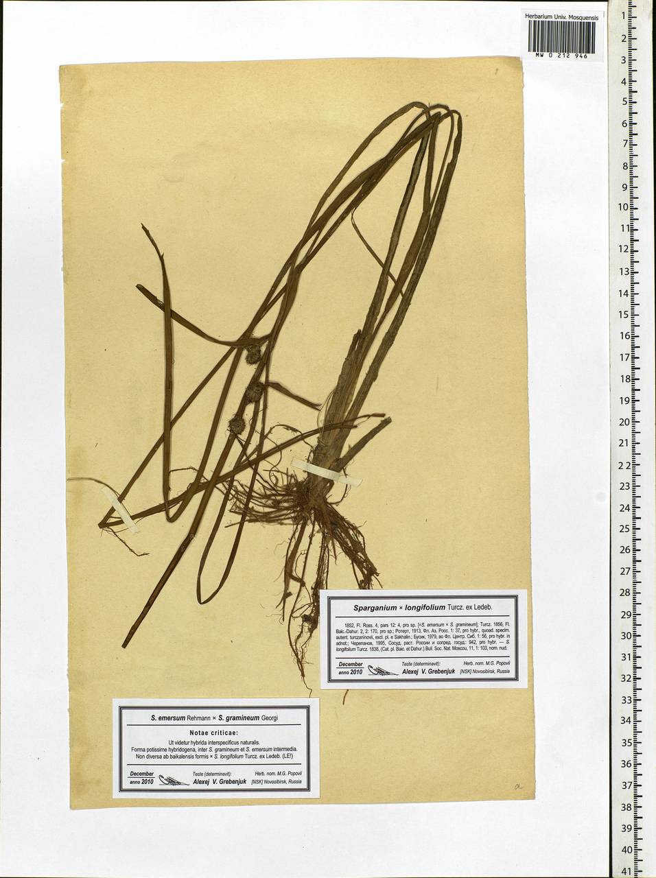 Sparganium gramineum Georgi, Eastern Europe, Moscow region (E4a) (Russia)