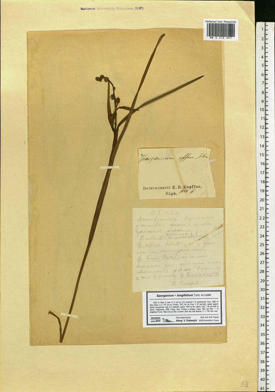 Sparganium gramineum Georgi, Eastern Europe, Moscow region (E4a) (Russia)