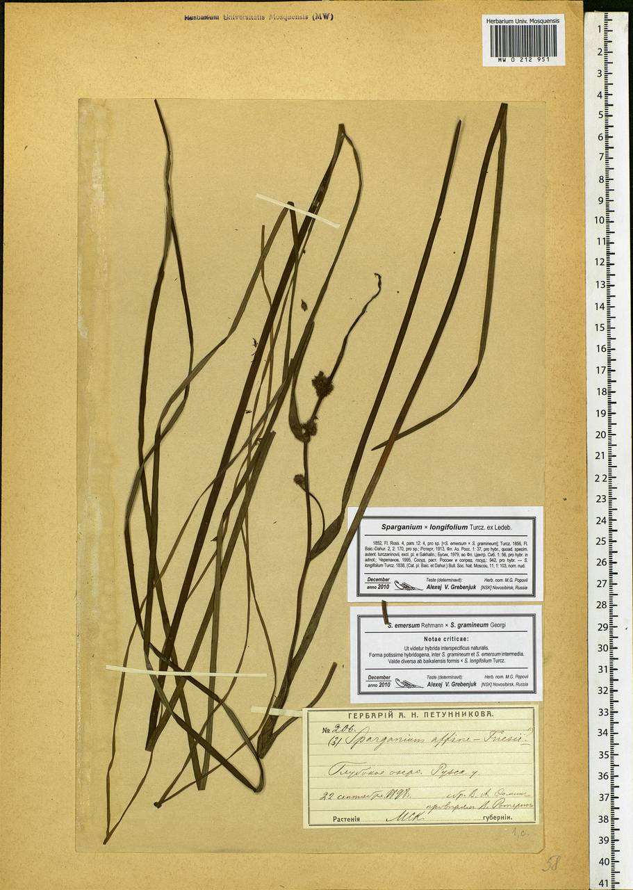 Sparganium gramineum Georgi, Eastern Europe, Moscow region (E4a) (Russia)