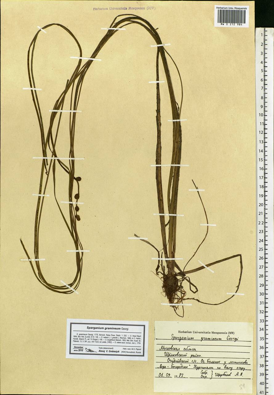 Sparganium gramineum Georgi, Eastern Europe, Moscow region (E4a) (Russia)