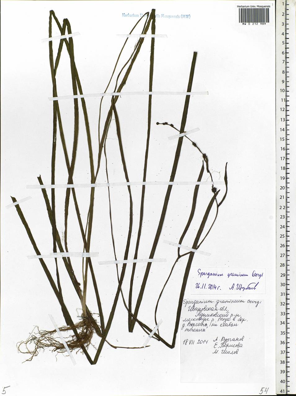 Sparganium gramineum Georgi, Eastern Europe, Central forest region (E5) (Russia)