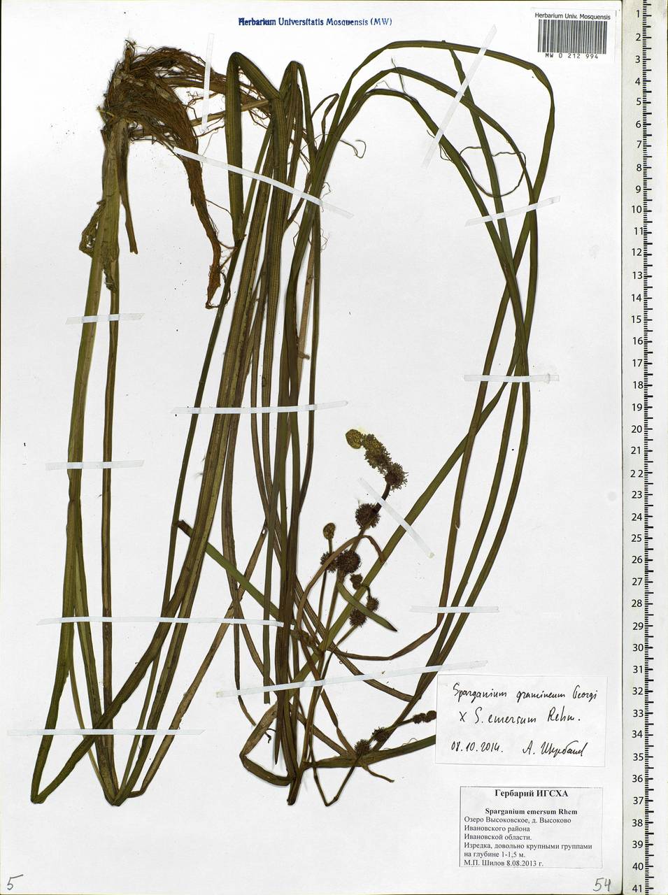 Sparganium gramineum Georgi, Eastern Europe, Central forest region (E5) (Russia)