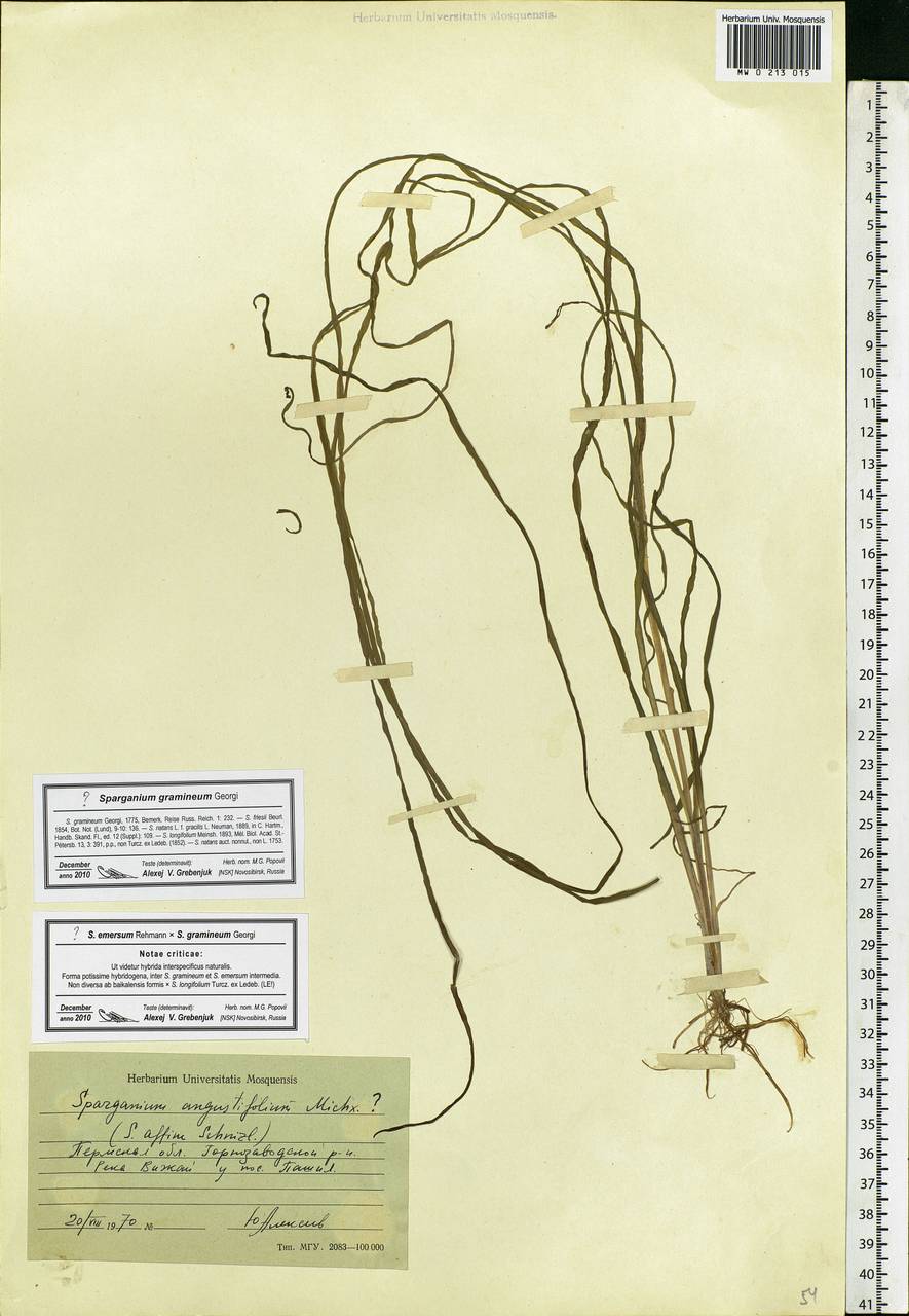 Sparganium gramineum Georgi, Eastern Europe, Eastern region (E10) (Russia)