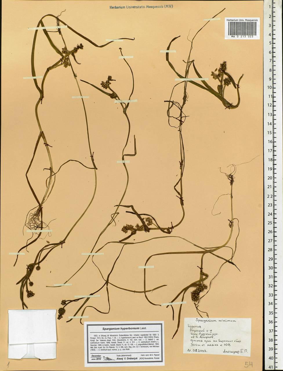 Sparganium hyperboreum Laest. ex Beurl., Eastern Europe, Northern region (E1) (Russia)