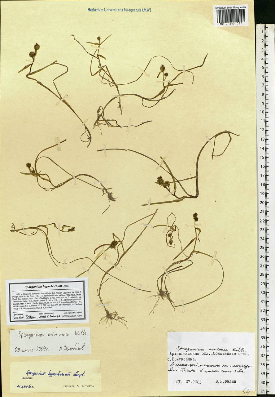 Sparganium hyperboreum Laest. ex Beurl., Eastern Europe, Northern region (E1) (Russia)