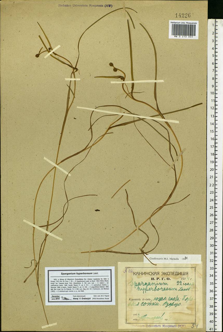 Sparganium hyperboreum Laest. ex Beurl., Eastern Europe, Northern region (E1) (Russia)