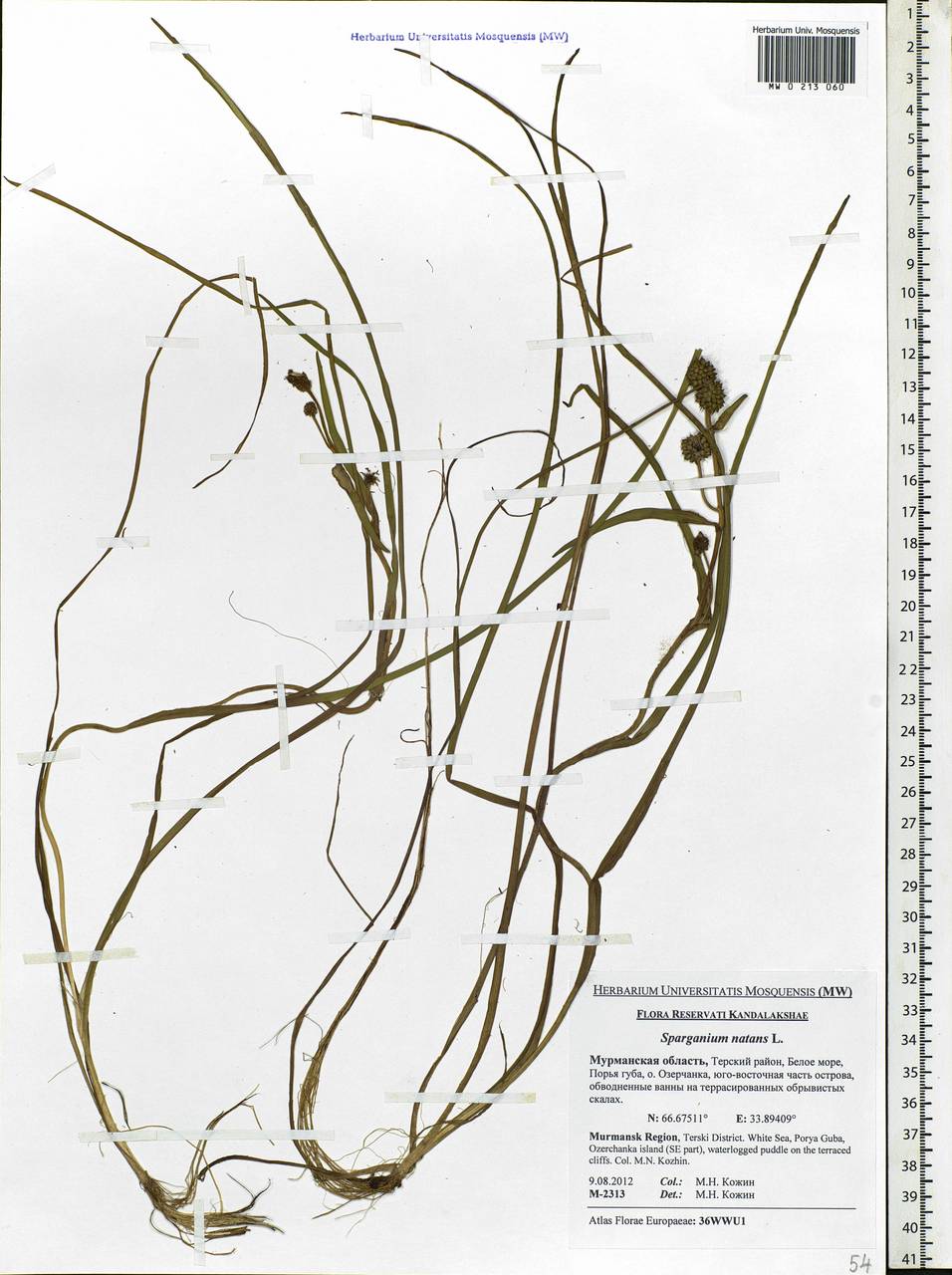 Sparganium natans L., Eastern Europe, Northern region (E1) (Russia)