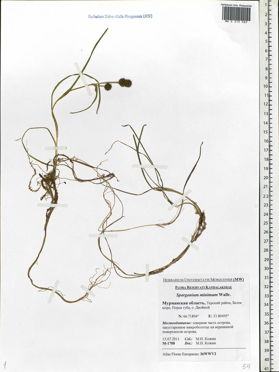 Sparganium natans L., Eastern Europe, Northern region (E1) (Russia)