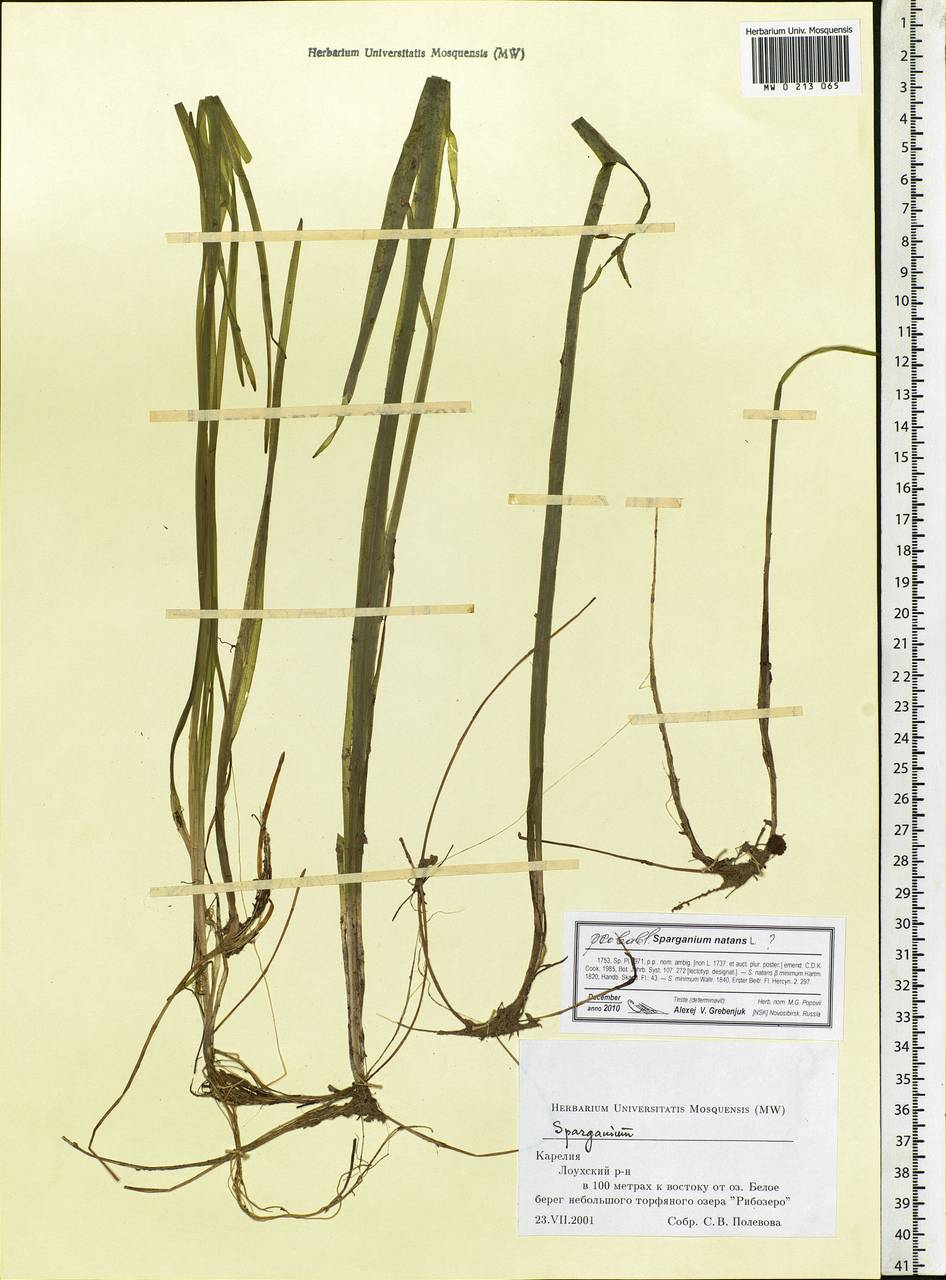 Sparganium natans L., Eastern Europe, Northern region (E1) (Russia)