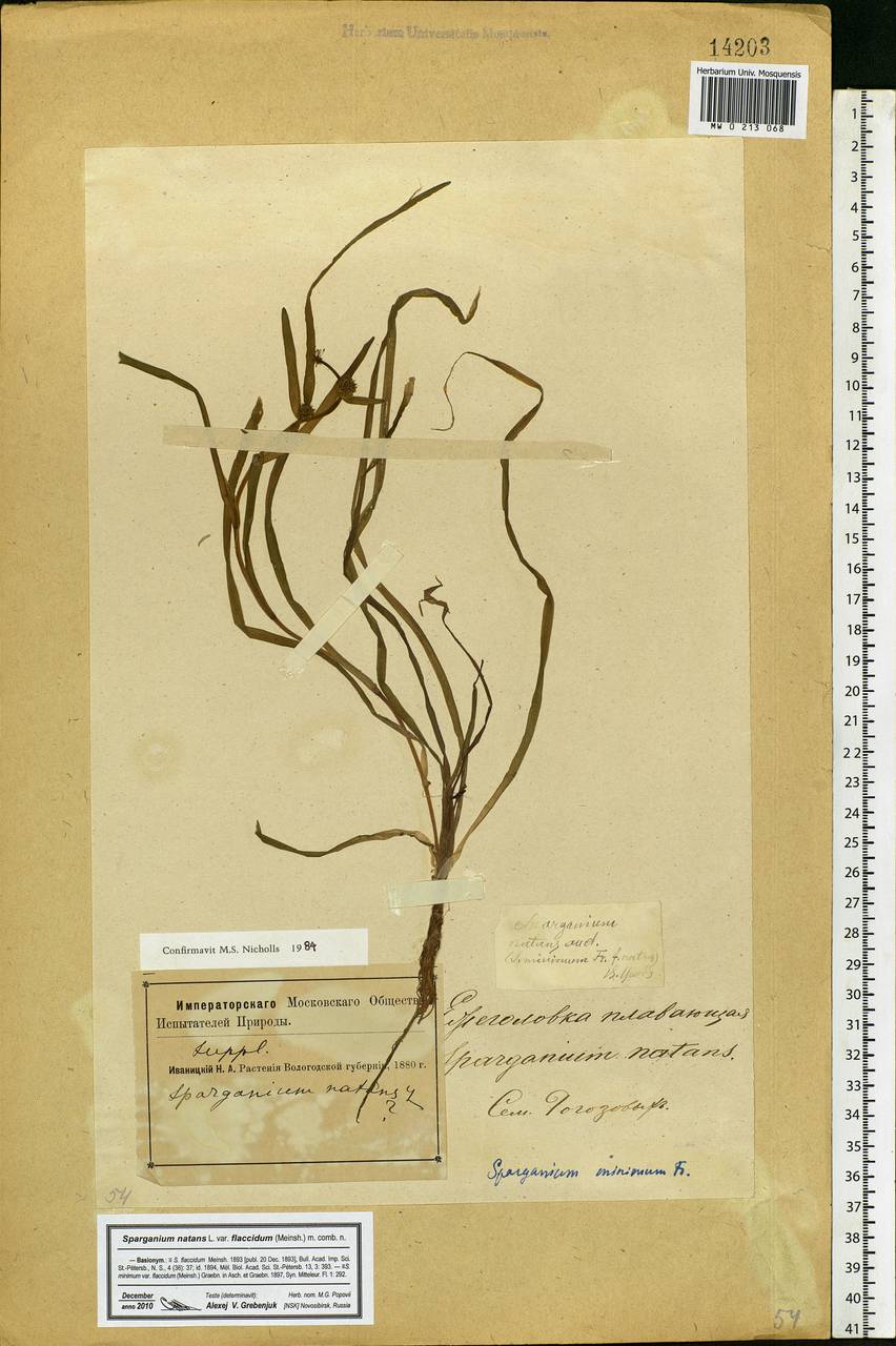 Sparganium natans L., Eastern Europe, Northern region (E1) (Russia)