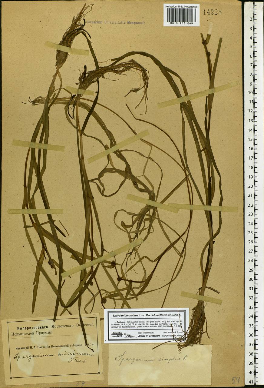 Sparganium natans L., Eastern Europe, Northern region (E1) (Russia)