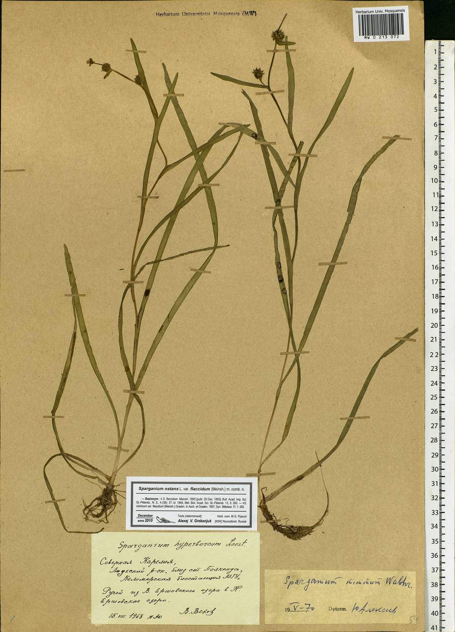 Sparganium natans L., Eastern Europe, Northern region (E1) (Russia)