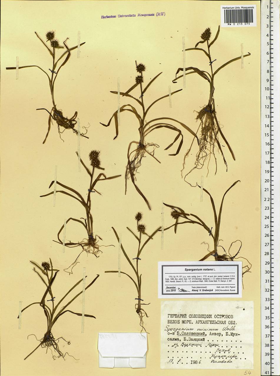 Sparganium natans L., Eastern Europe, Northern region (E1) (Russia)