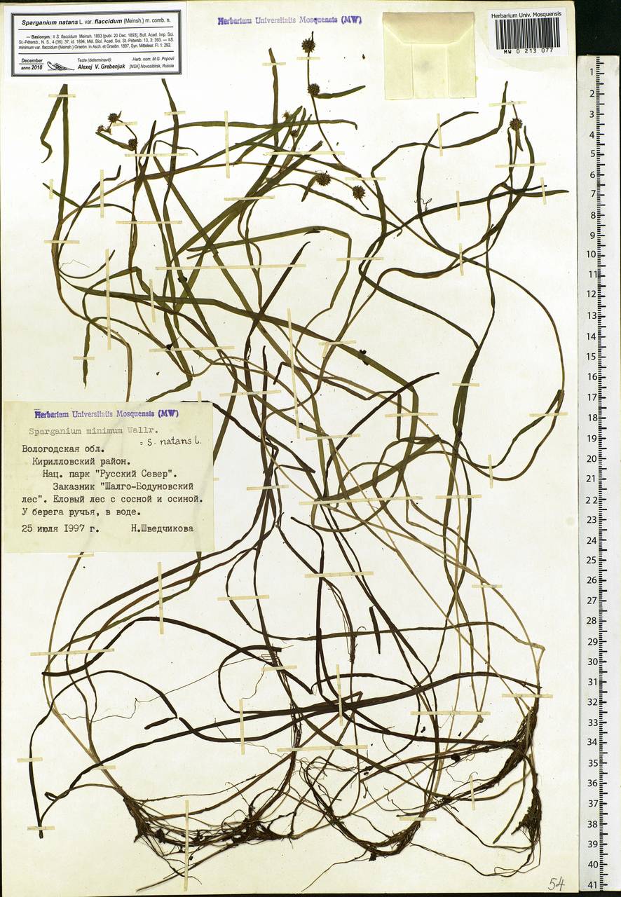 Sparganium natans L., Eastern Europe, Northern region (E1) (Russia)