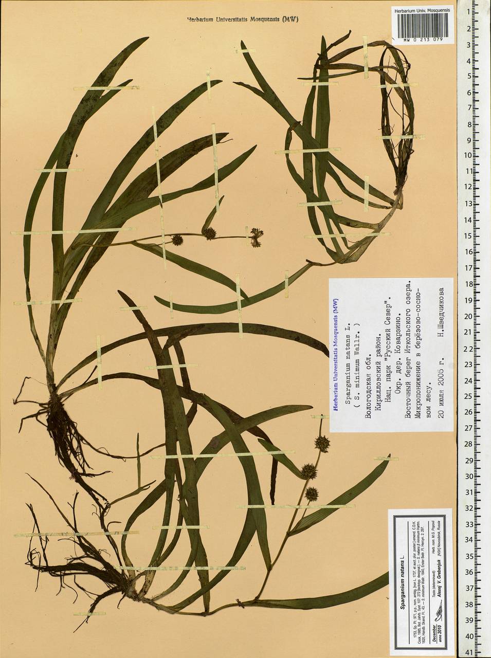 Sparganium natans L., Eastern Europe, Northern region (E1) (Russia)