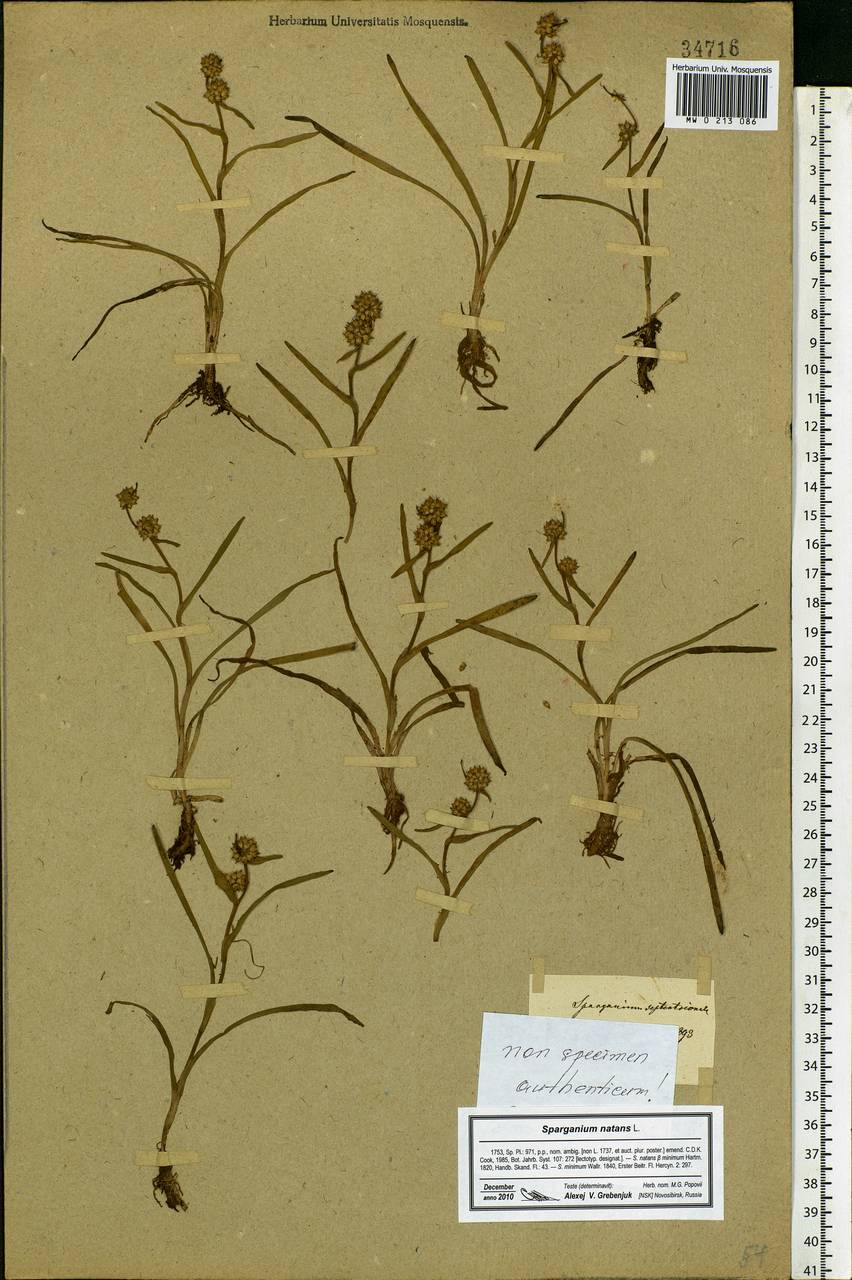 Sparganium natans L., Eastern Europe, North-Western region (E2) (Russia)