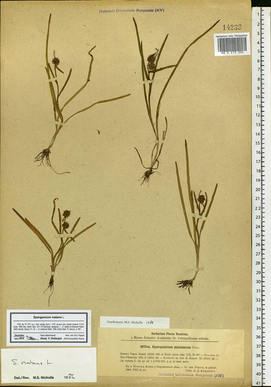 Sparganium natans L., Eastern Europe, North-Western region (E2) (Russia)