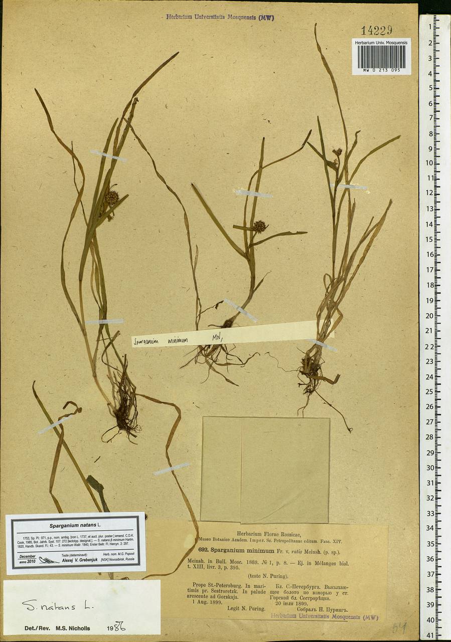 Sparganium natans L., Eastern Europe, North-Western region (E2) (Russia)