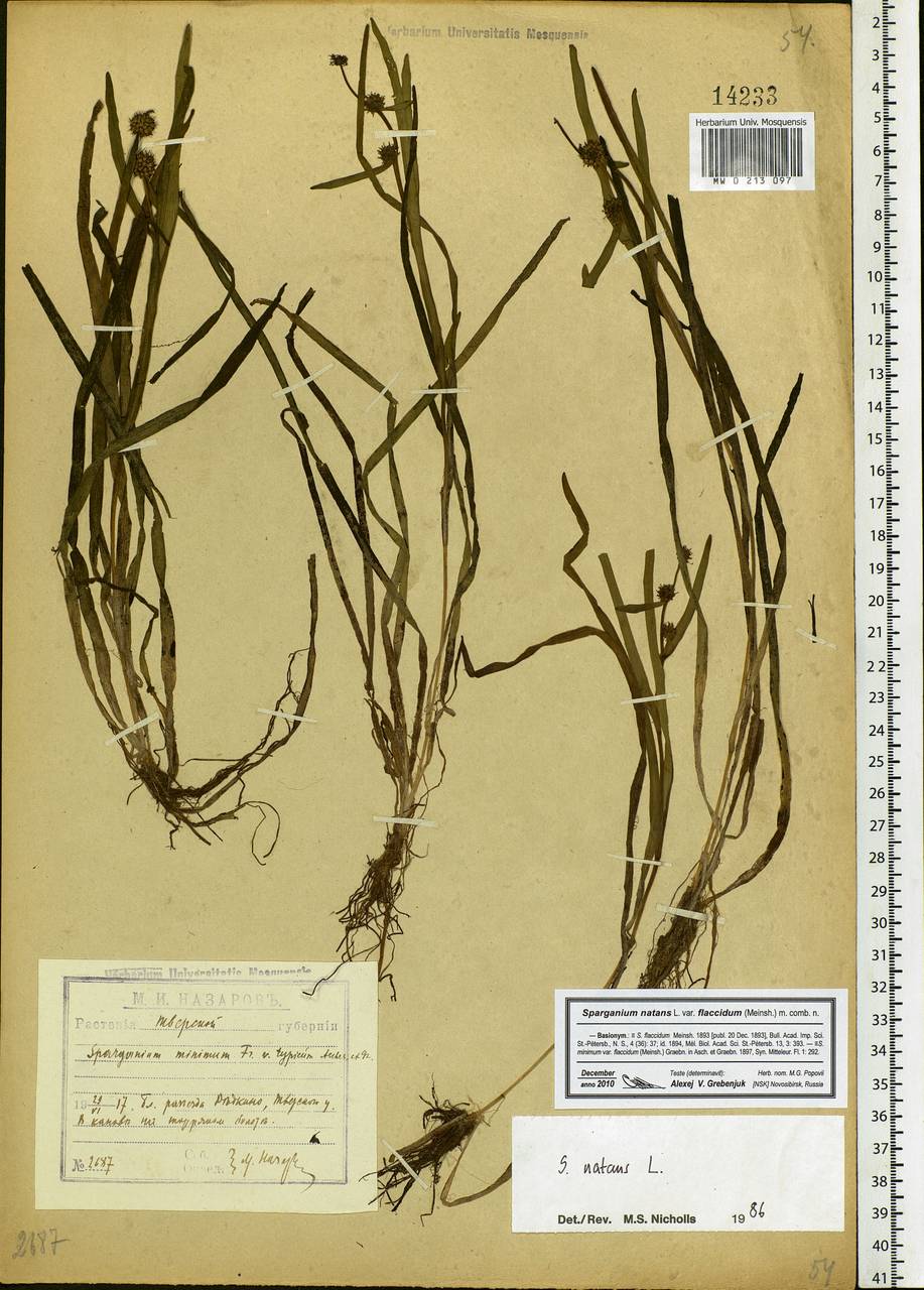 Sparganium natans L., Eastern Europe, North-Western region (E2) (Russia)