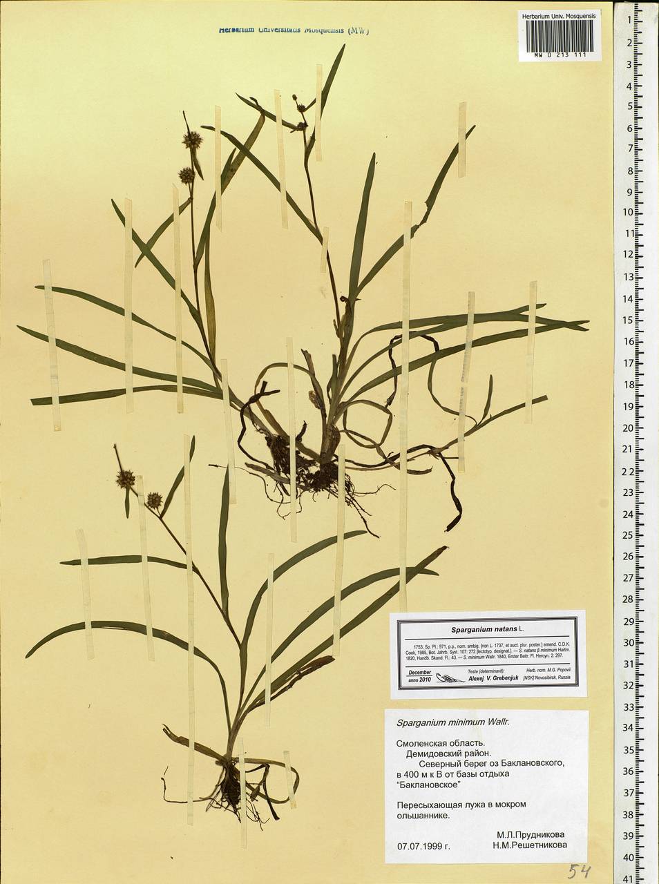 Sparganium natans L., Eastern Europe, Western region (E3) (Russia)