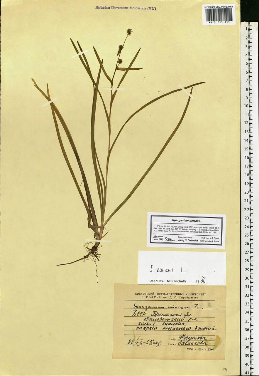 Sparganium natans L., Eastern Europe, Belarus (E3a) (Belarus)