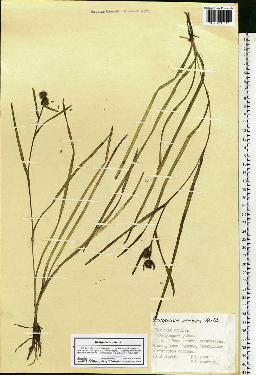 Sparganium natans L., Eastern Europe, Central region (E4) (Russia)