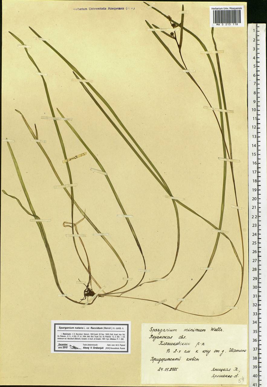 Sparganium natans L., Eastern Europe, Central region (E4) (Russia)