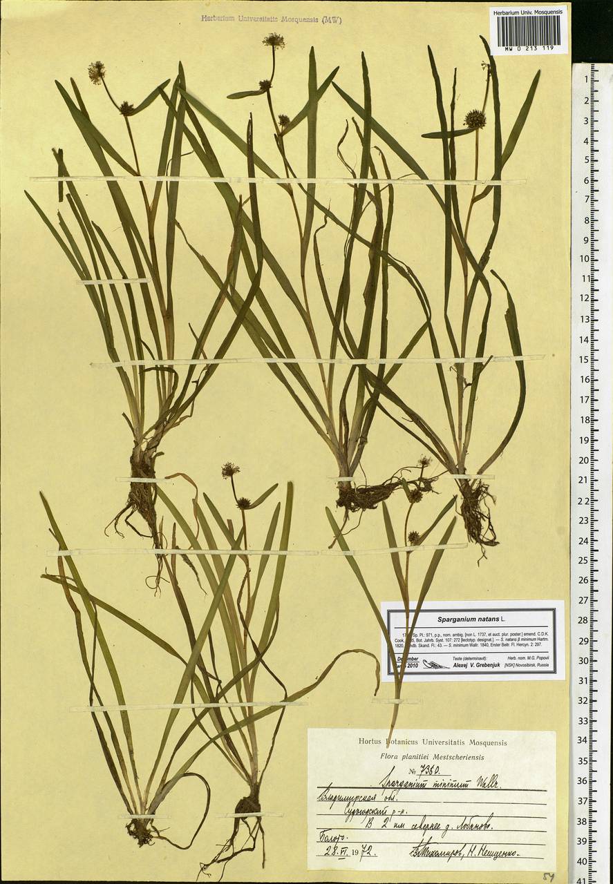 Sparganium natans L., Eastern Europe, Central region (E4) (Russia)